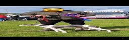 Whippet dogs for stud: Buster  - Advert 5