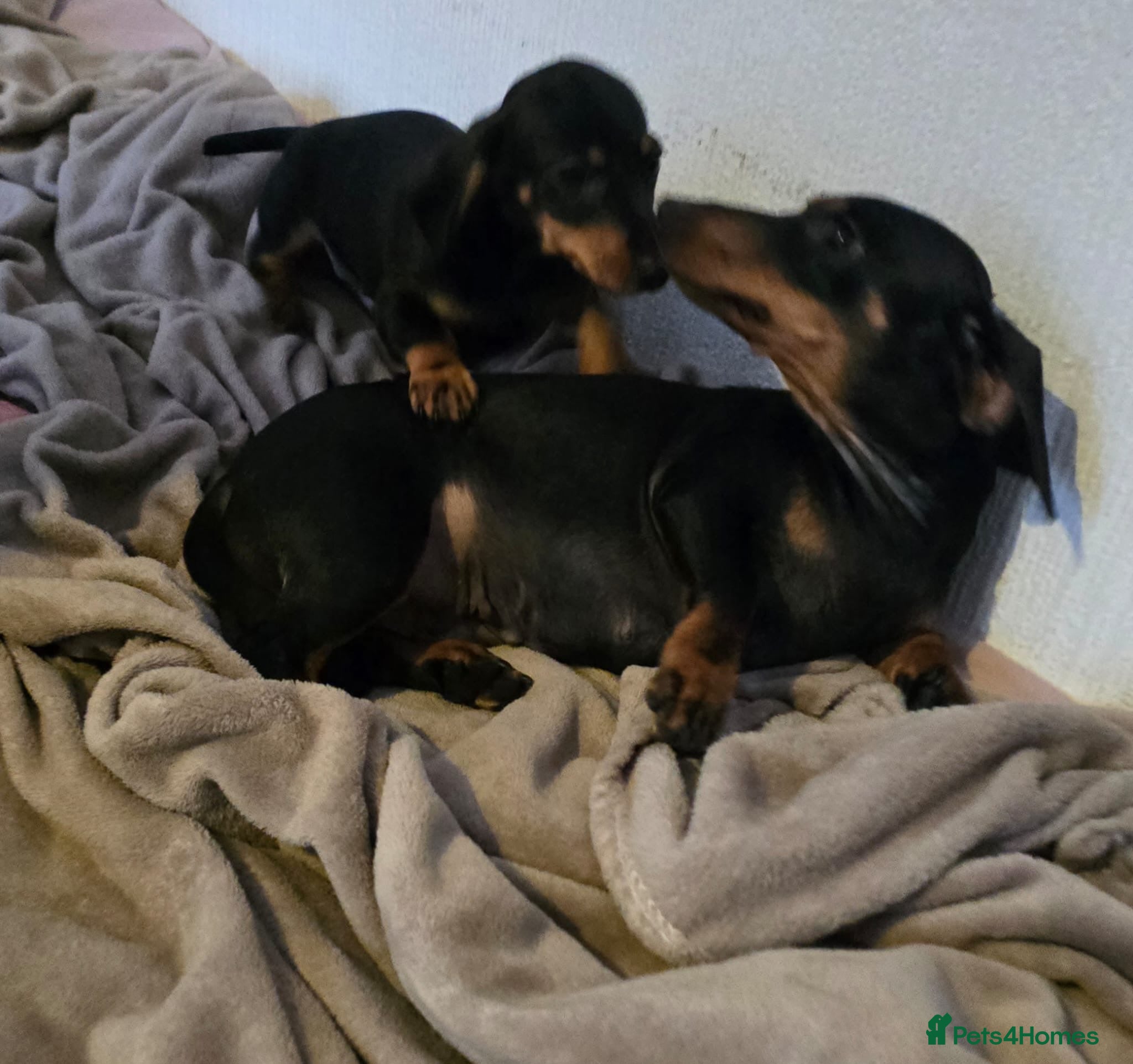 Miniature Dachshund dogs Miniature dachshund  - Advert 1