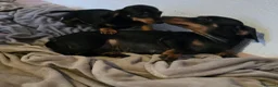 Miniature Dachshund dogs for sale: Miniature dachshund  in Bolton - Advert 1