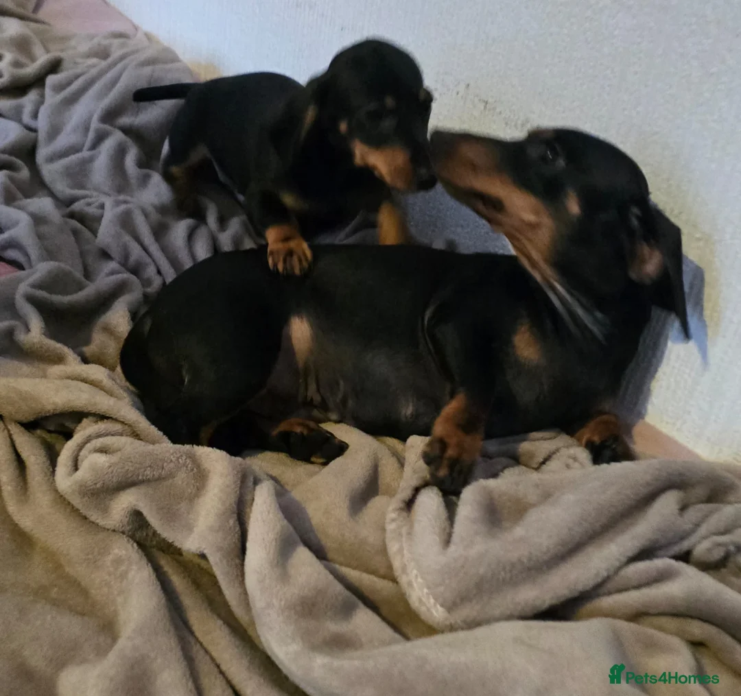 Miniature Dachshund dogs for sale: Miniature dachshund  in Bolton - Advert 1