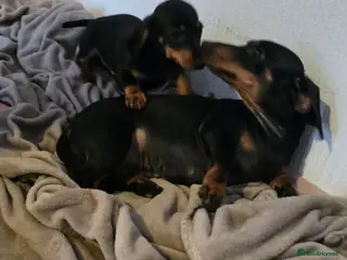Miniature Dachshund dogs Miniature dachshund - Advert 1