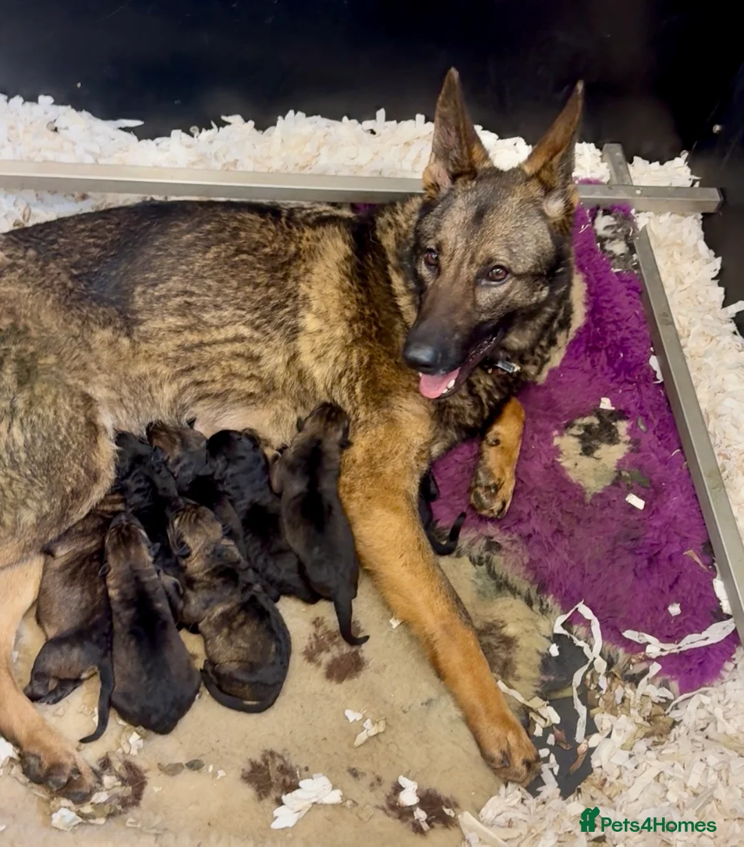 German Shepherd dogs for sale: German Shepherd. Fully health tested.Kc register - Advert 2