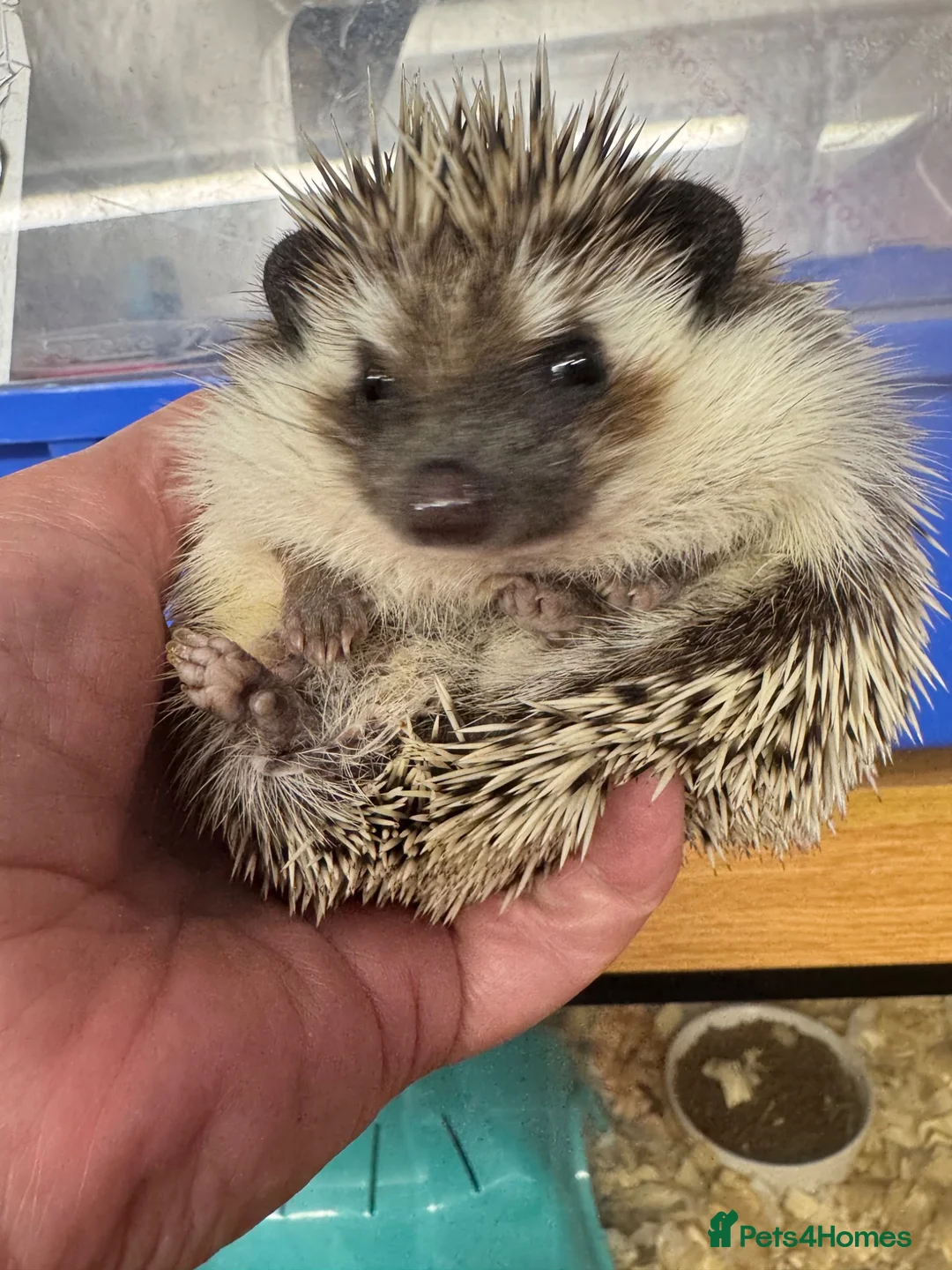 Pygmy Hedgehog rodents for sale: 5 month old female with or without set up  - Advert 1