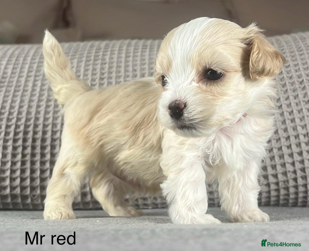Maltipoo dogs for sale: F1b Maltipoo Mum. KC Maltese dad - Advert 1