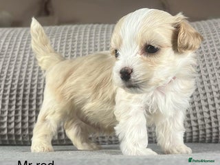 Maltipoo dogs F1b Maltipoo Mum. KC Maltese dad - Advert 4