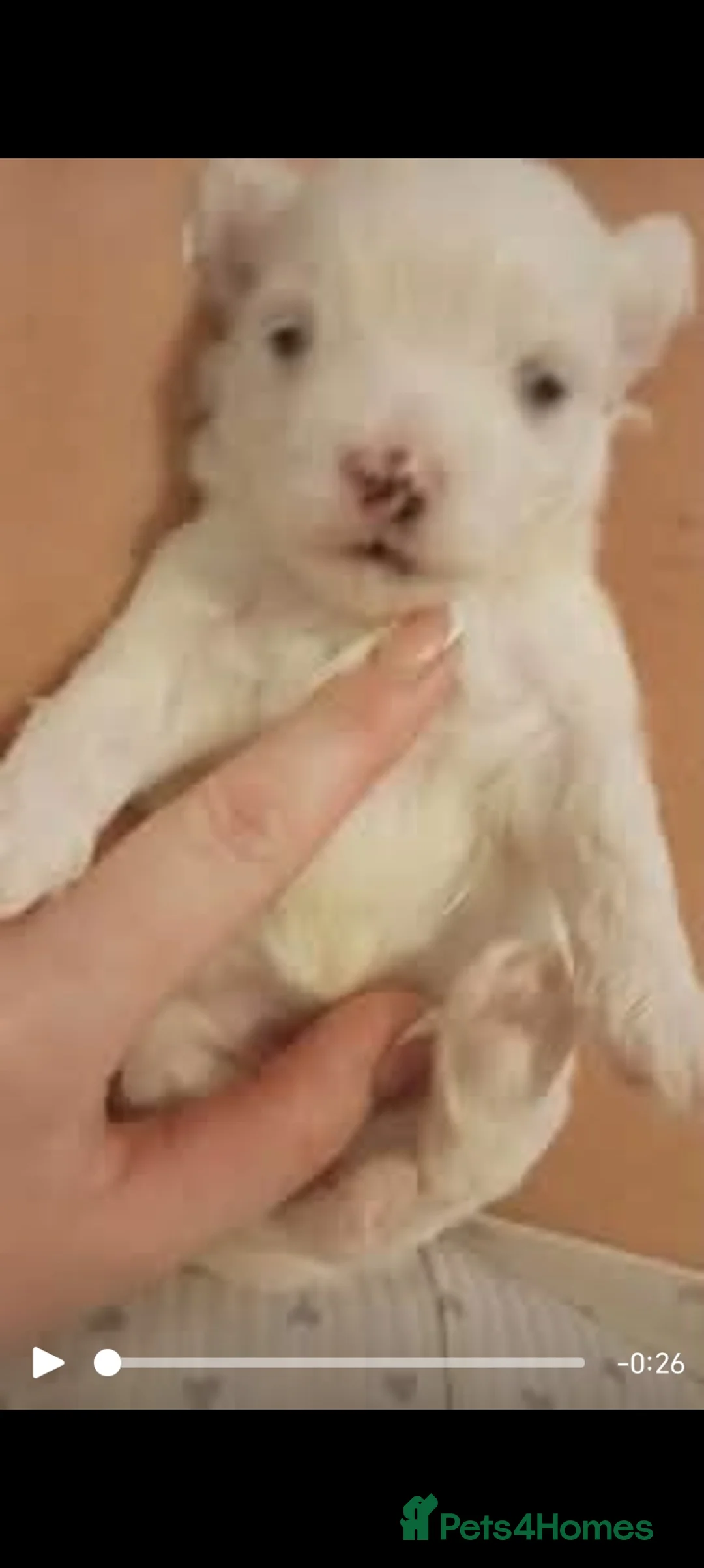 Maltese dogs for sale: Beautiful Maltese Boy Hypoallergenic - Advert 4