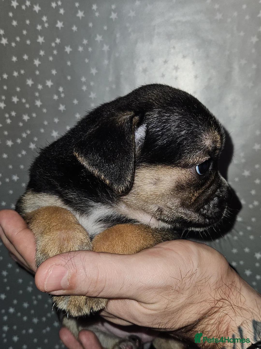 Mixed Breed dogs for sale: Pug x staff & pug x staff x chihuahua puppies  - Advert 3