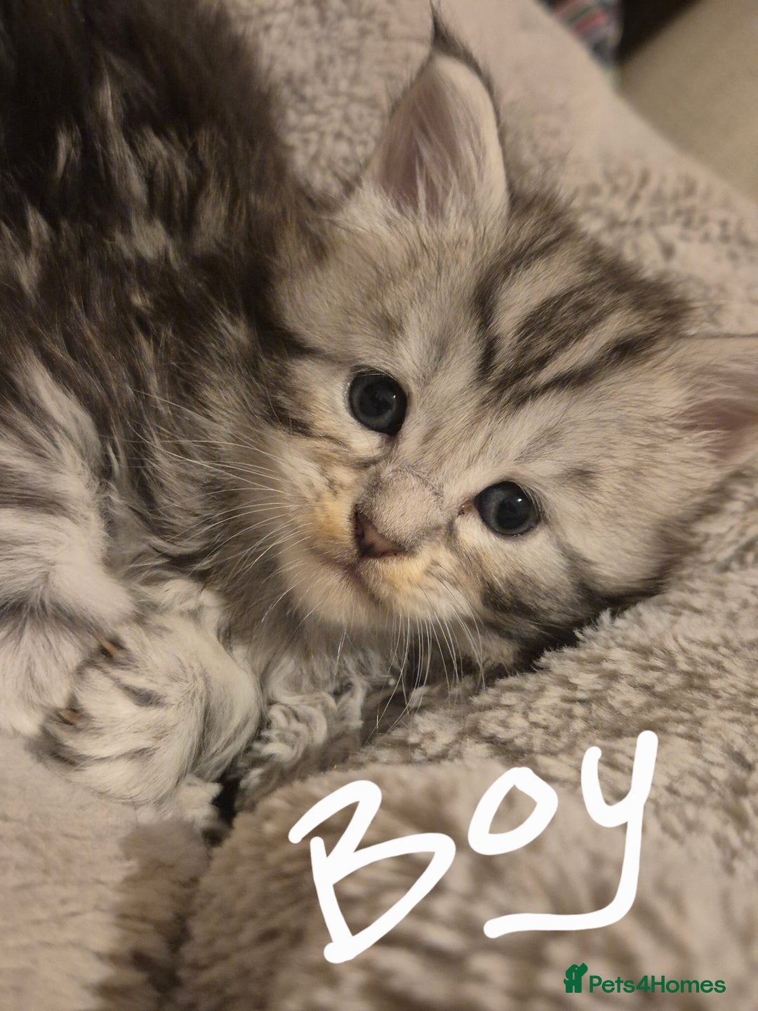 Maine Coon cats for sale: Gorgeous Registered Maine Coon Kittens - Advert 3