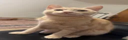 Mixed Breed cats for sale: Bengal cross beige kitten - Advert 2