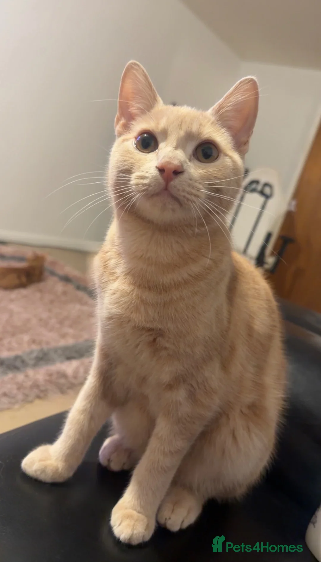 Mixed Breed cats for sale: Bengal cross beige kitten - Advert 2