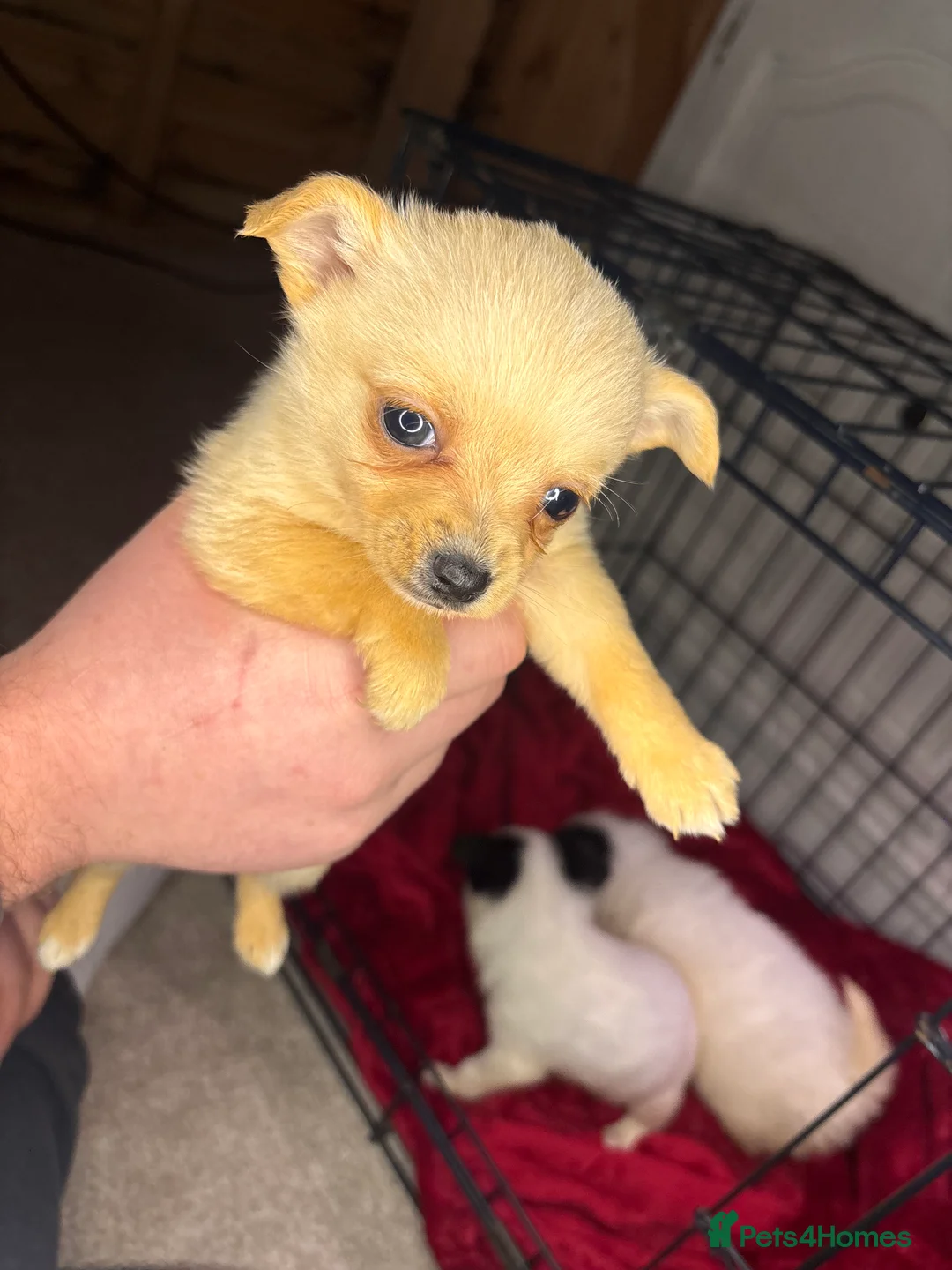 Pomchi dogs for sale: Pomchi puppy’s  - Advert 21