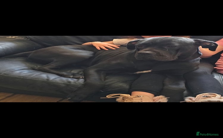 Cane Corso dogs - Advert 2