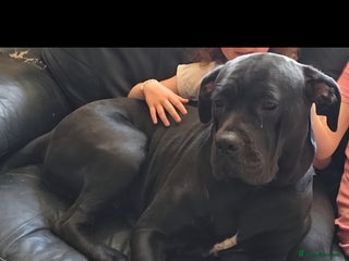 Cane Corso dogs for sale - Advert 1