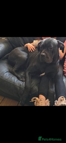 Cane Corso dogs - Advert 2