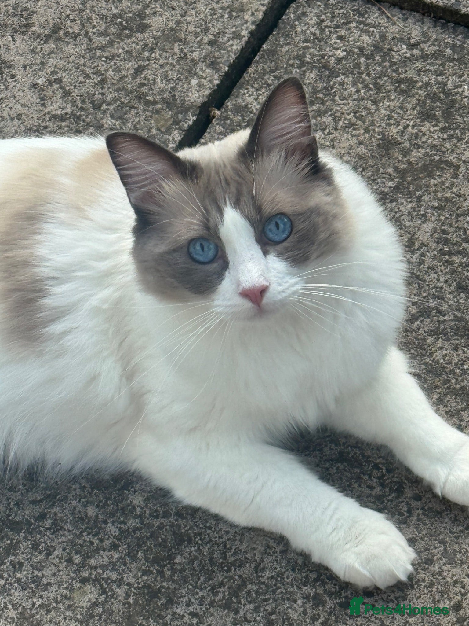 Ragdoll cats Walter - Advert 1