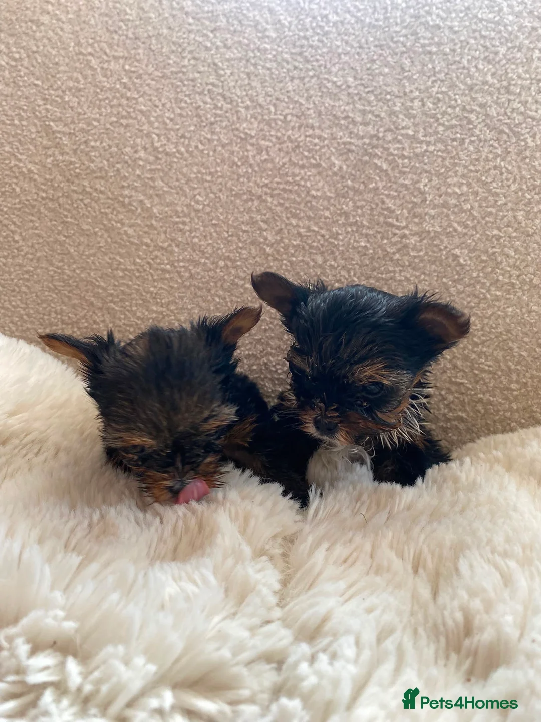 Yorkshire Terrier dogs for sale: Minature Teacup Yorkshire Terriers - Advert 5