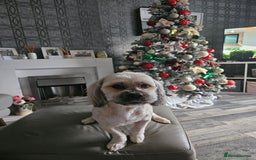Lhasa Apso dogs for stud: Full pedigree Lhasa Apso for Stud - Image 1