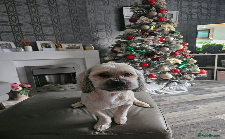 Lhasa Apso dogs - Advert 2