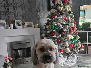 Lhasa Apso dogs - Advert 2