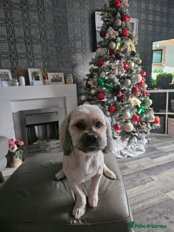 Lhasa Apso dogs - Advert 1