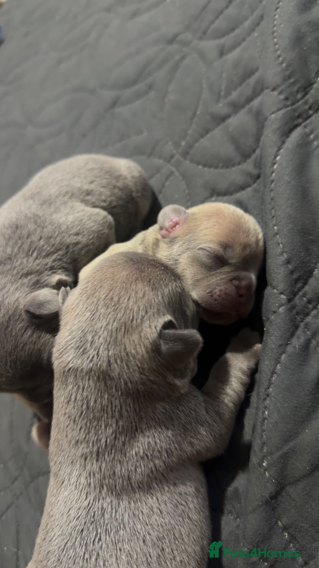 French Bulldog dogs 2 blue & 1 lilac fawn french bulldog puppies  - Advert 10