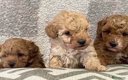 Cockapoo dogs for sale: Quality health tested F1bb Cockapoos  - Image 1