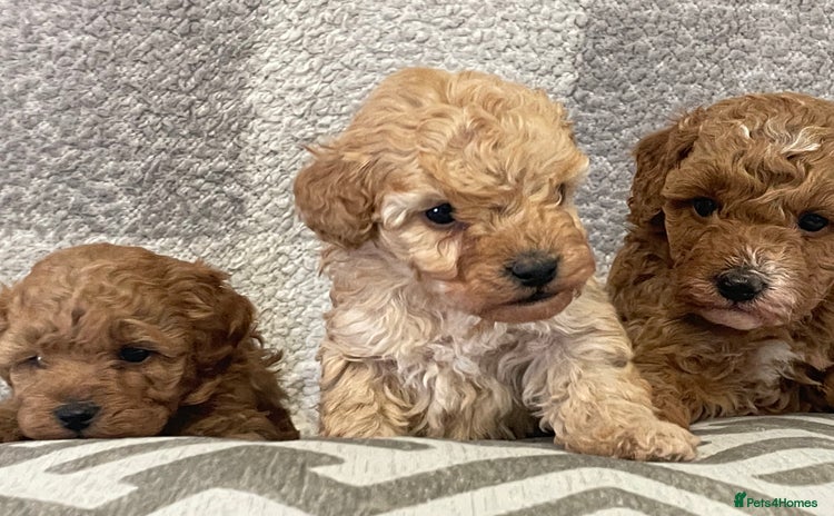 Cockapoo dogs - Advert 3