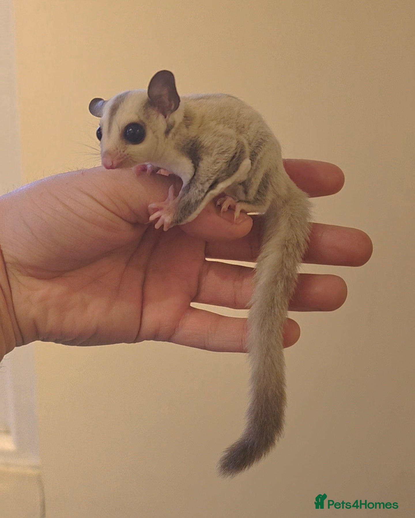 Sugar Glider rodents Baby Joey Gliders - Advert 1
