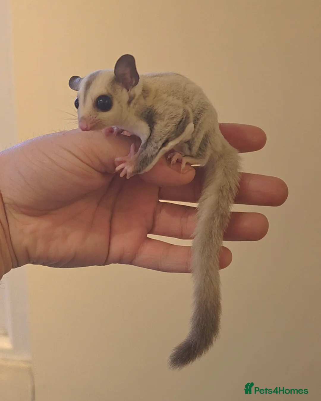 Sugar Glider rodents for sale: Baby Joey Gliders - Advert 1