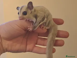 Sugar Glider rodents Baby Joey Gliders - Advert 1