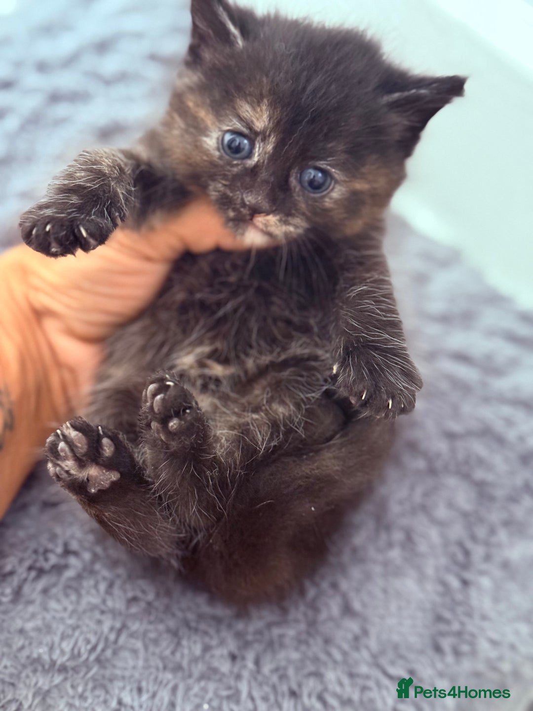 Mixed Breed cats for sale: Long Fur kittens for sale  - Image 5