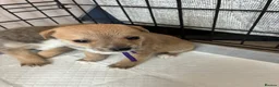 Jack Russell dogs for sale: Jack russel puppies to reserve - Advert 17