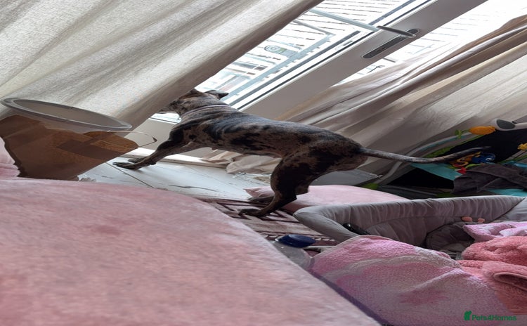 Staffordshire Bull Terrier dogs - Advert 1