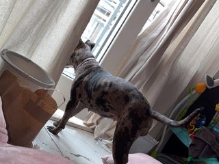 Staffordshire Bull Terrier dogs - Advert 1