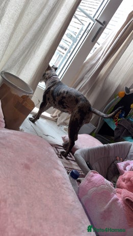 Staffordshire Bull Terrier dogs - Advert 1