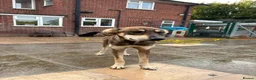 Mixed Breed dogs for adoption: Numi - Norwich Norfolk  - Advert 5