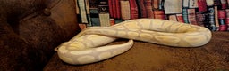 Python Snake reptiles for sale: Beautiful female python - Advert 2