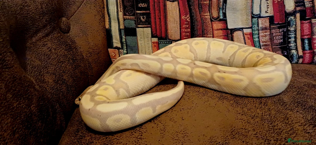Python Snake reptiles for sale: Beautiful female python - Advert 2