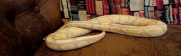 Python Snake reptiles for sale: Beautiful pythons for sale  - Advert 2