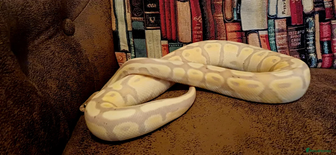 Python Snake reptiles for sale: Beautiful pythons for sale  - Advert 2
