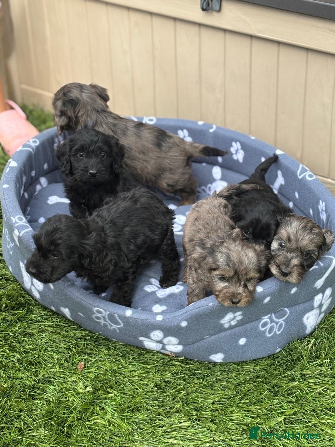 Cockapoo dogs for sale: Gorgeous cockapoo puppies - Image 32