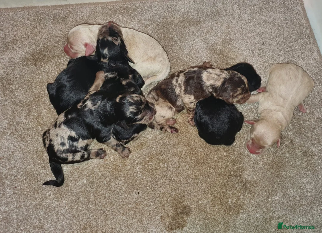 Miniature Poodle dogs for stud: Miniature poodle blue merle for stud in Bradford - Advert 16