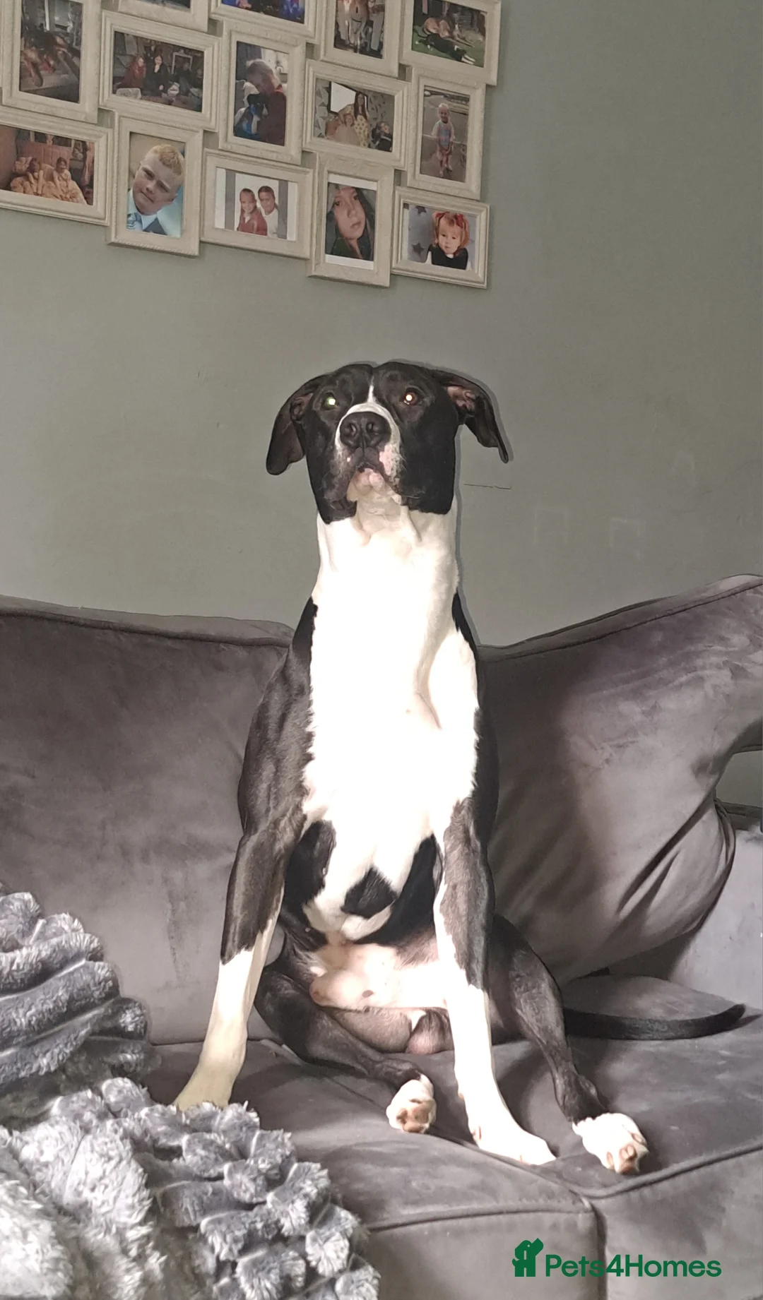 Lurcher dogs for stud: Lurcher for stud - Advert 2