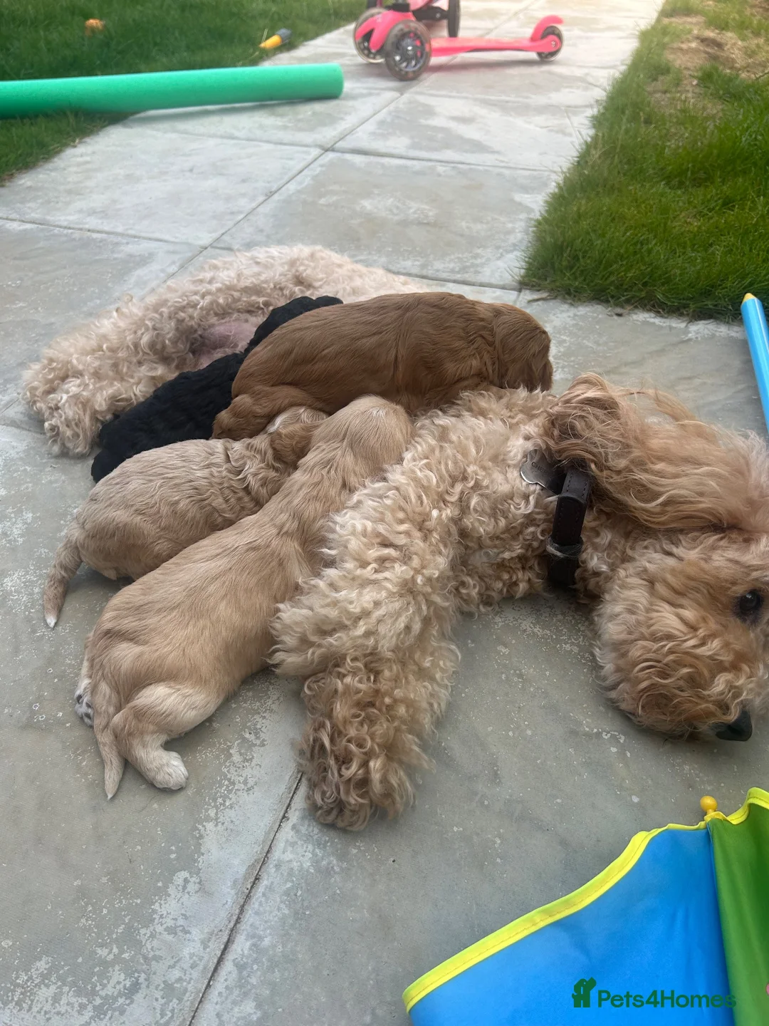 Cockapoo dogs for sale: Beautiful Cockapoo puppies (3 LEFT)  - Advert 1