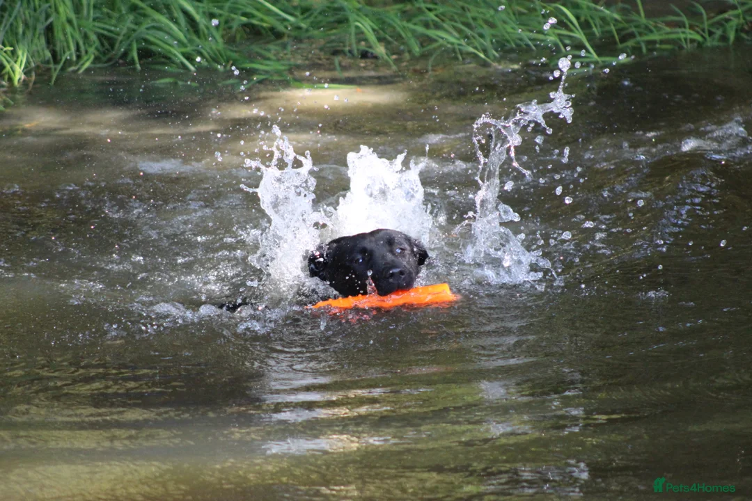 Labrador Retriever dogs for stud: 0/0 Hips and Elbows Black Labrador Stud in Totnes - Advert 18