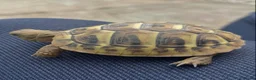 Hermann Tortoise reptiles for sale: Hermann tortoise for sale  - Advert 2