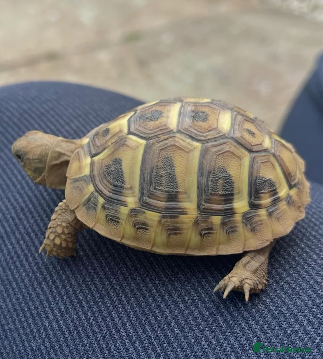 Hermann Tortoise reptiles for sale: Hermann tortoise for sale  - Advert 2