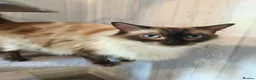 Ragdoll cats for sale: 3 Beautiful Ragdoll Cats  - Advert 6