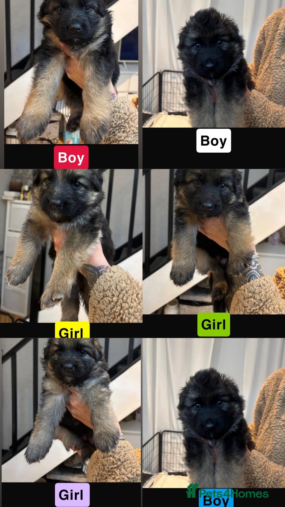 German Shepherd dogs for sale: German shepherd puppies Amber blood line  - Advert 1