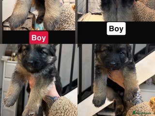 German Shepherd dogs German shepherd puppies Amber blood line - Advert 5